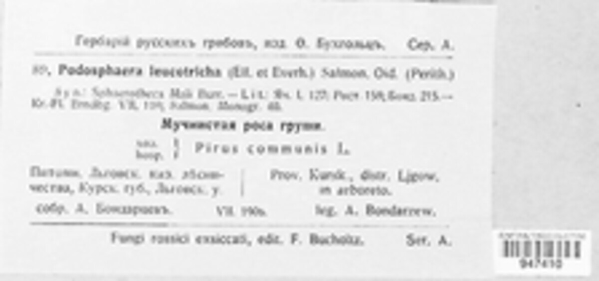 Podosphaera leucotricha image